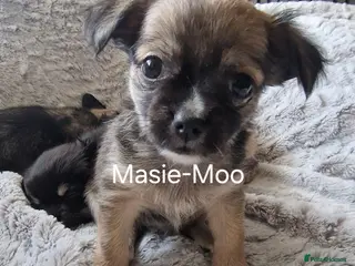 Chihuahua dogs **ONE FEMALE LEFT** READY NOW** Masie-Moo 🥰🥰 - Advert 1