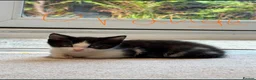 Mixed Breed cats for sale: Beautiful Mixed Breed Tuxedos!!  - Advert 2