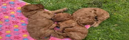 Cavapoo dogs for sale: ❤️Beautiful cavapoo- Ready 16th July ❤️ - Advert 30