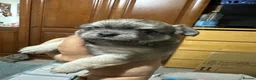 Chihuahua dogs for sale: Beautiful long-haired chihuahuas  - Advert 24