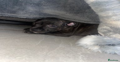 Staffordshire Bull Terrier dogs - Advert 6
