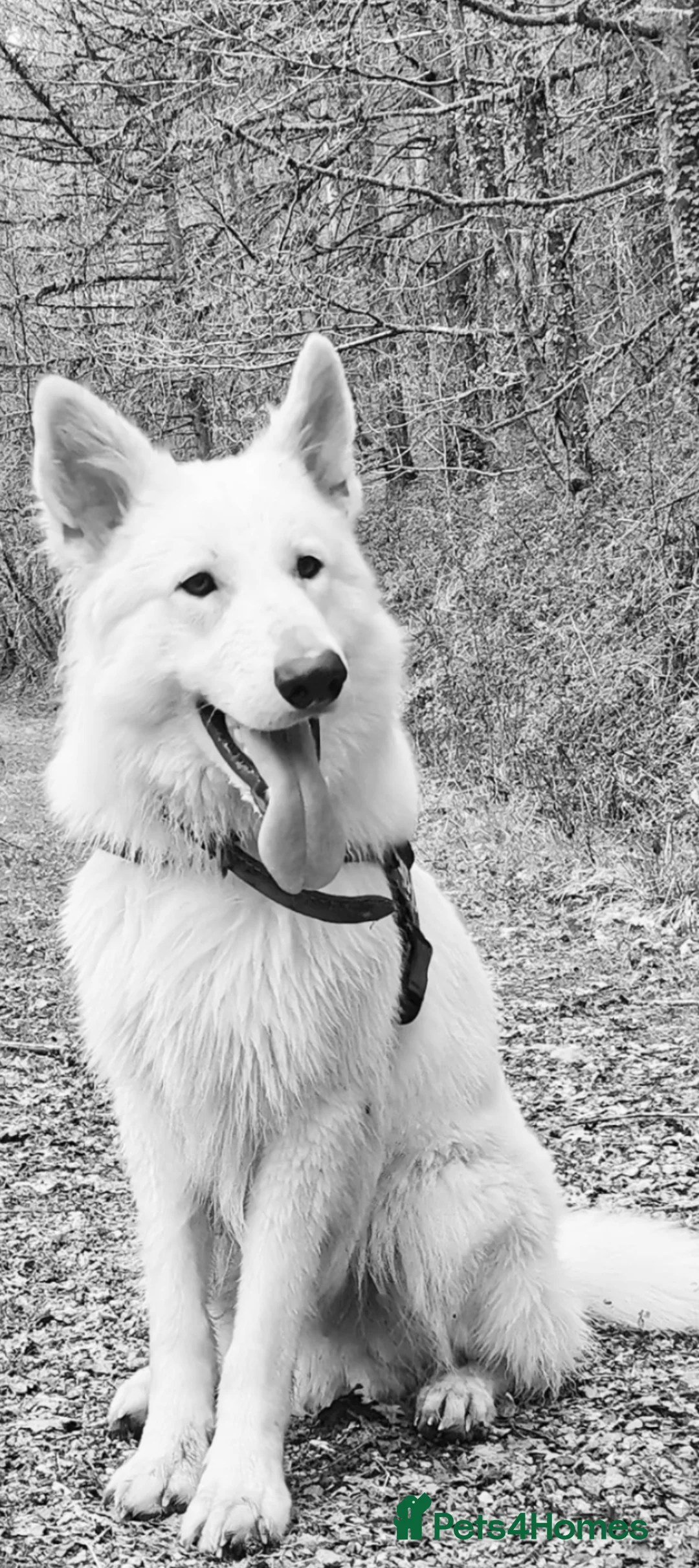 German Shepherd dogs for sale: Bear White GSD - Advert 1