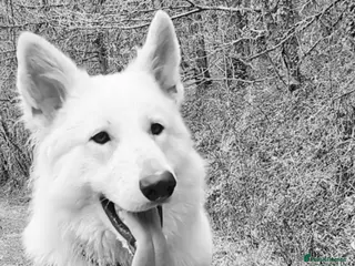 German Shepherd dogs Bear White GSD - Advert 12