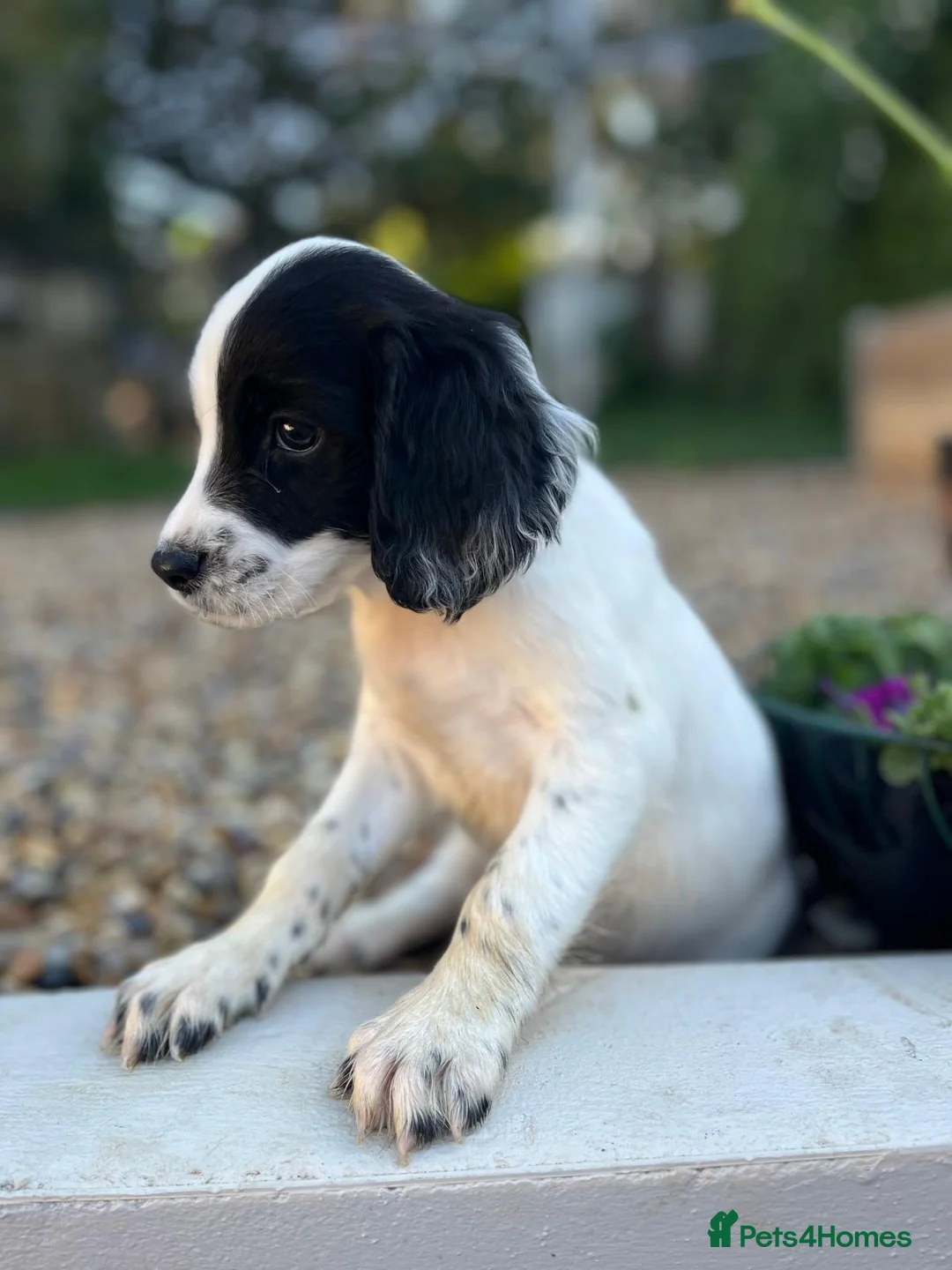 English Springer Spaniel dogs for sale: KC Registered springer spaniel puppies for sale  - Advert 1