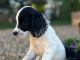 English Springer Spaniel dogs KC Registered springer spaniel puppies for sale - Advert 17