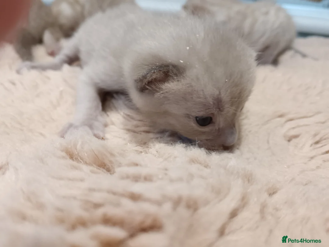 Bengal cats for sale: Tica RG pure bengals - Advert 14