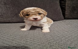 Cavapoo dogs for sale: Stunning Unique cavapoo litter  - Image 12
