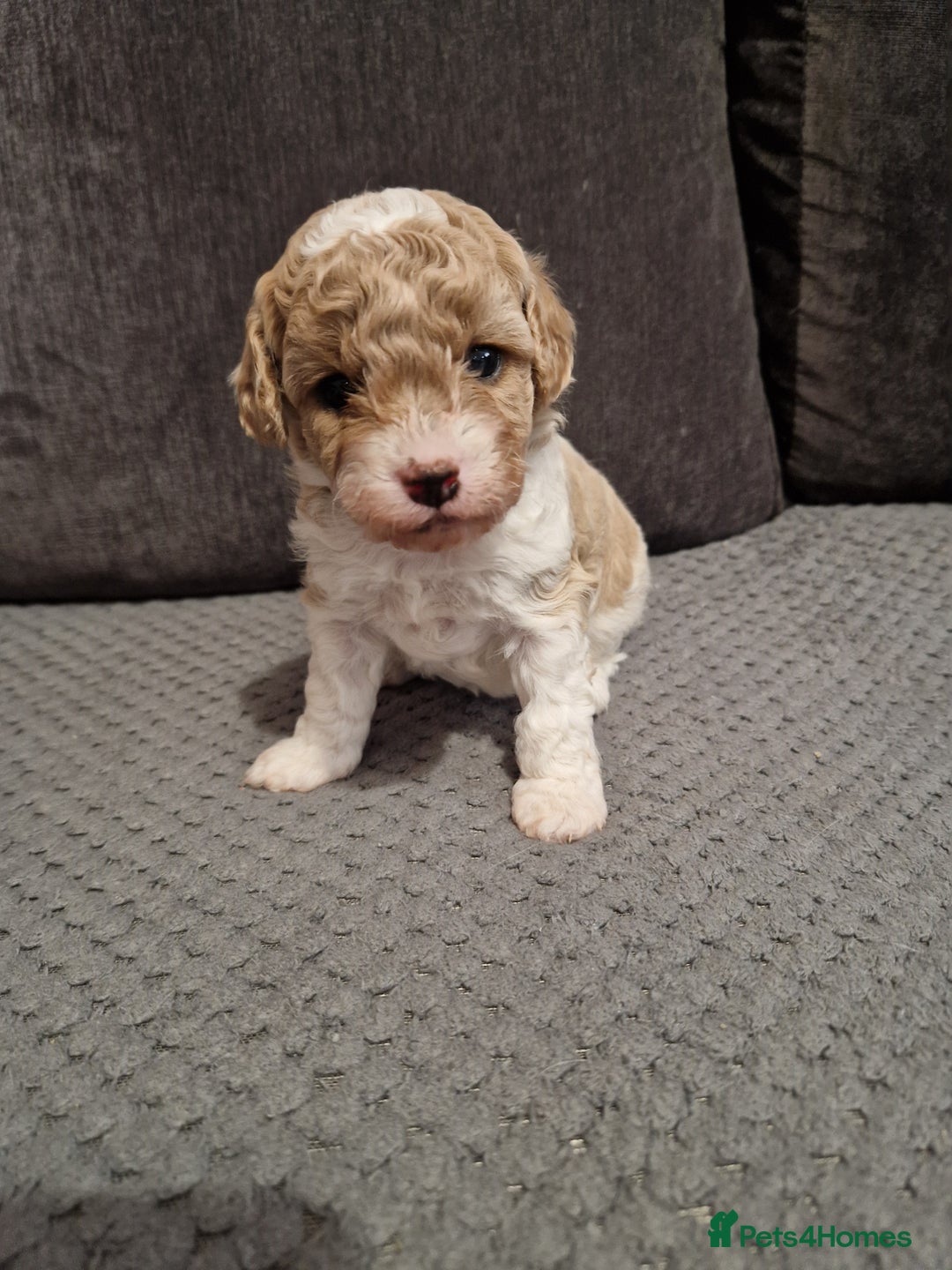 Cavapoo dogs for sale: Stunning Unique cavapoo litter  - Image 12