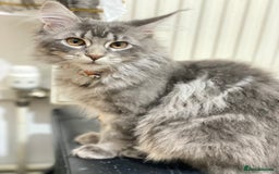 Maine Coon cats for sale: Maine Coon Kittens Ready for Their Forever Homes - Advert 12