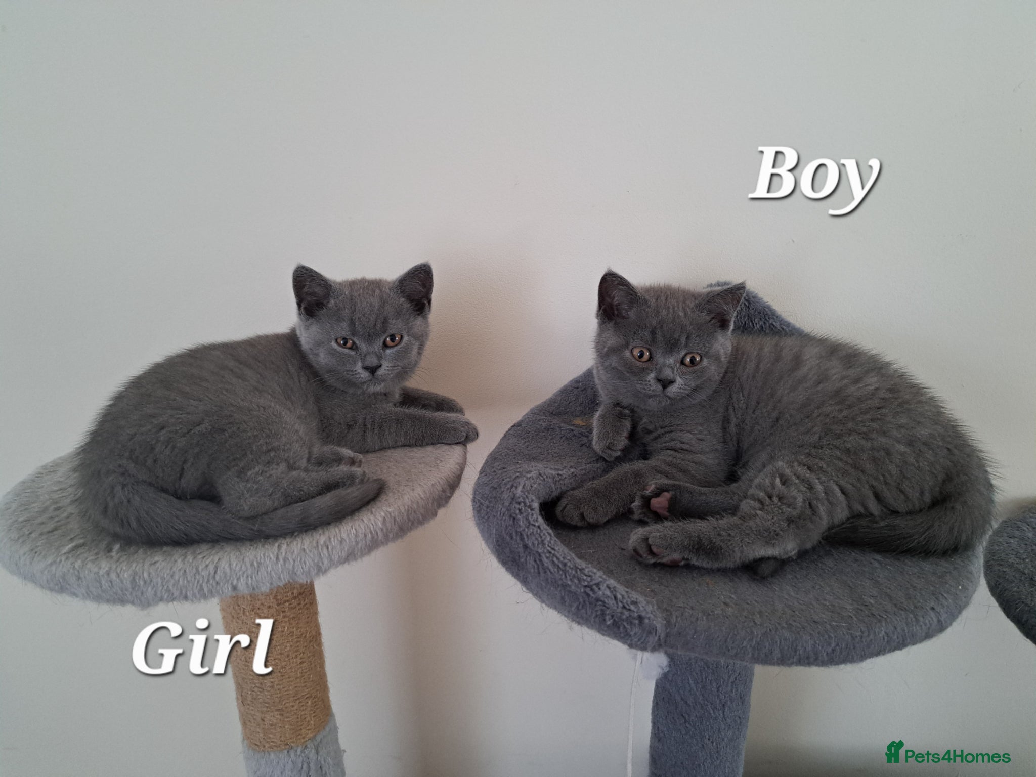 British Shorthair cats British Shorthair Blue are ready to go - Advert 2
