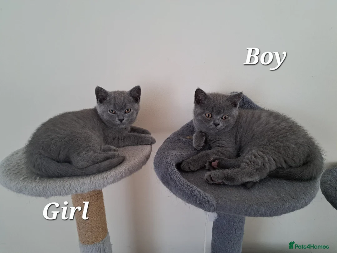 British Shorthair cats for sale: British Shorthair KITTEN Girl is available 😸 😸 - Advert 2