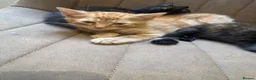 Mixed Breed cats for sale: Cute fuzzy kittens  - Advert 4