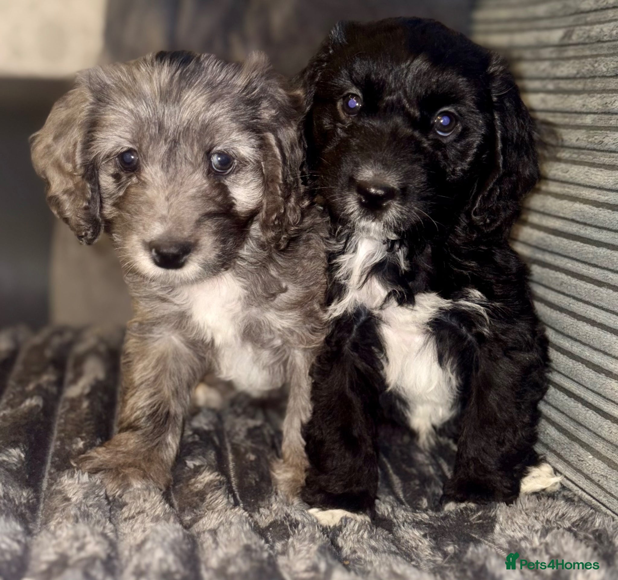 Cockapoo dogs Beautiful cockapoo F1 puppies  - Advert 1
