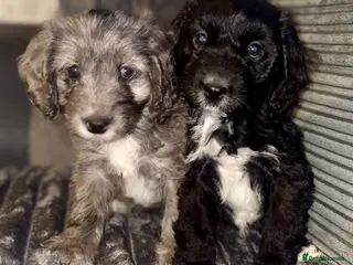 Cockapoo dogs Beautiful cockapoo F1 puppies - Advert 1