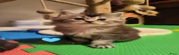 Maine Coon cats for sale: Beautiful Maine coon kittens  - Advert 9