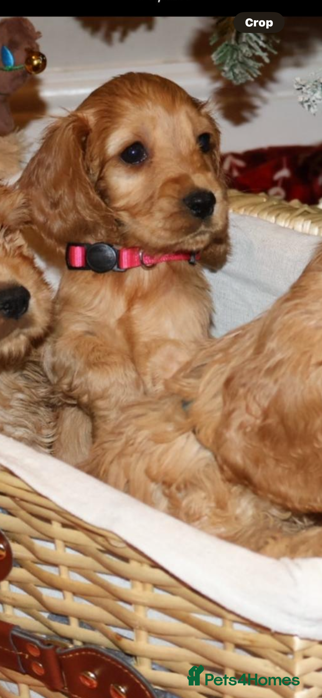 Cockapoo dogs for sale: F1 RARE VILLASPANIOL CHAMPION LINE  COCKAPOOS  - Advert 6