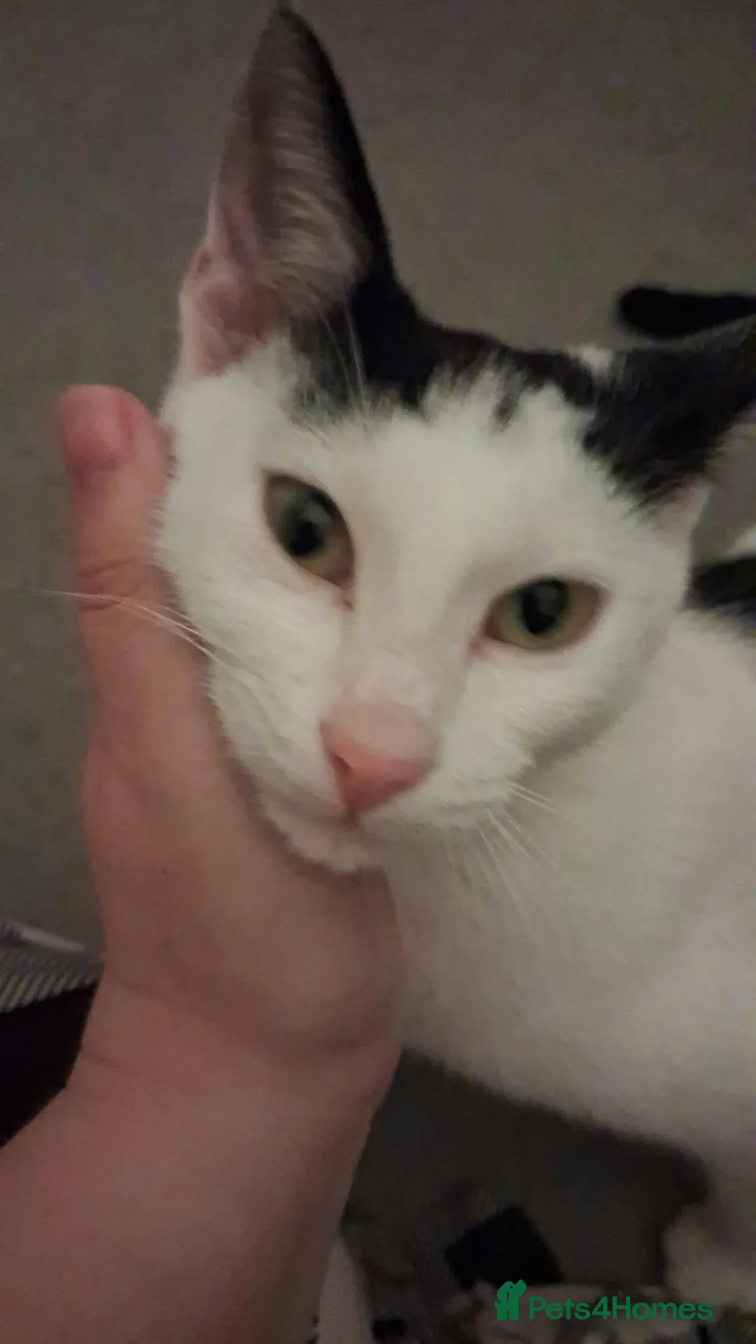 Mixed Breed cats for adoption: Anna for adoption in Waterlooville - Advert 2