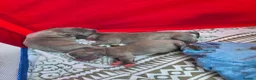 Staffordshire Bull Terrier dogs for sale: BLUE STAFFORDSHIRE BULL TERRIERS in Blackpool - Advert 3
