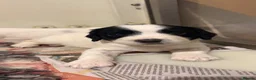 English Springer Spaniel dogs for sale: KC registered working springer spaniel puppies  - Advert 16