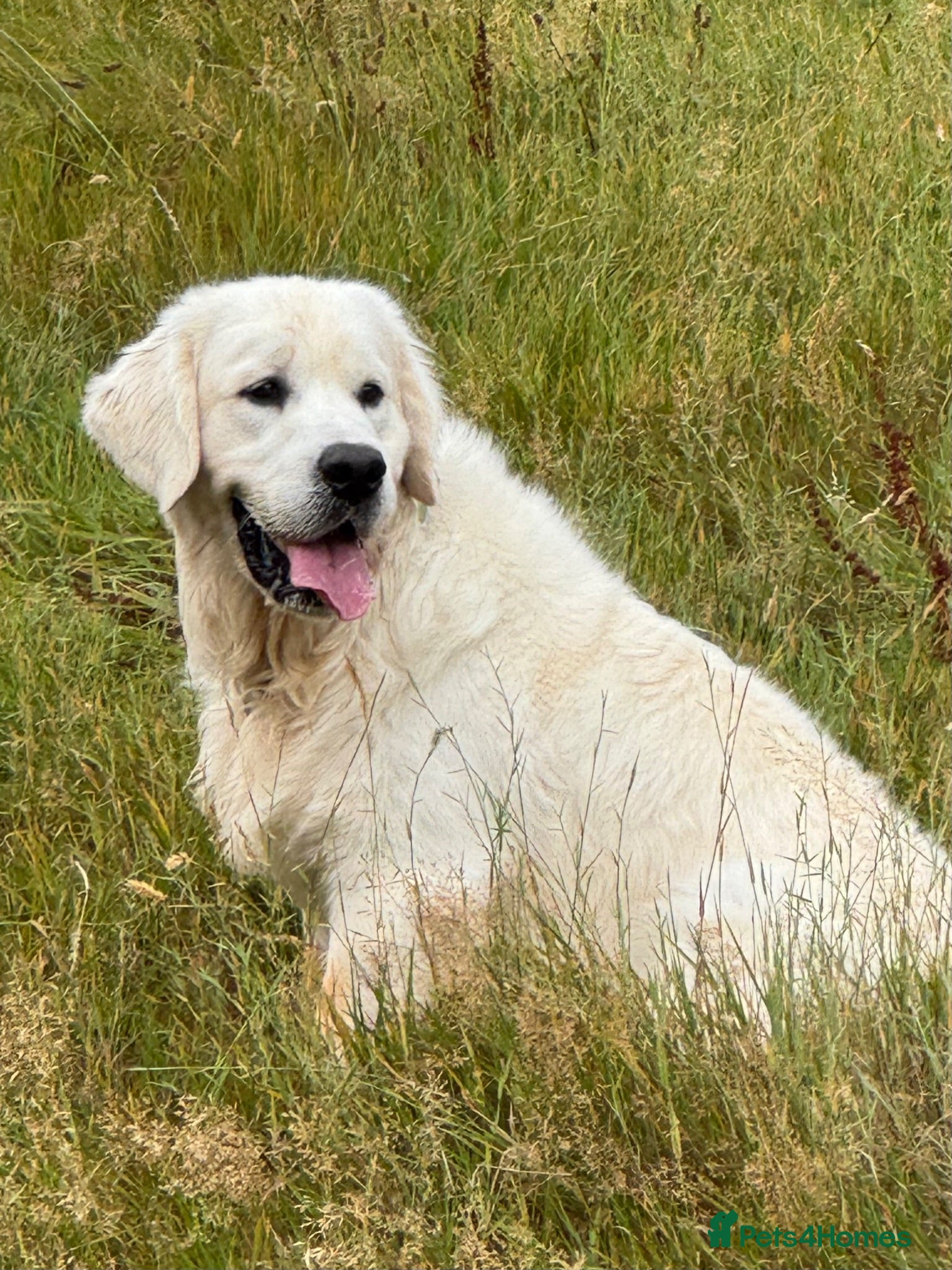 Golden Retriever dogs Fully health tested, KC reg pale Cream boy  - Advert 2