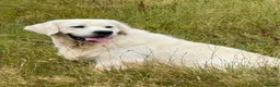 Golden Retriever dogs for stud: Fully health tested, KC reg pale Cream boy  - Advert 2