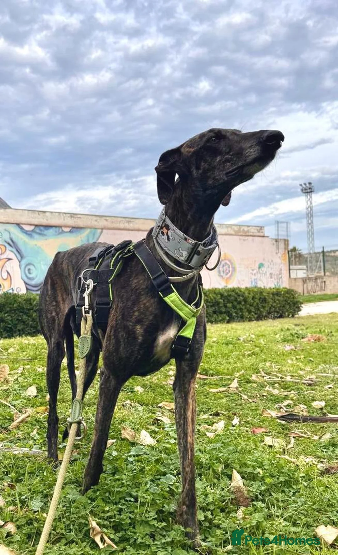 Mixed Breed dogs for adoption: 💛 Gala  - Advert 5