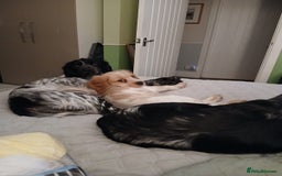 Mixed Breed dogs for sale: Last female remaining  - Image 4