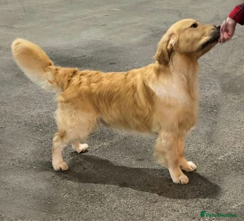 Golden Retriever dogs Cesarka Golden Retrievers - Advert 20