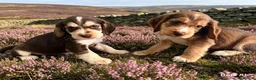Cocker Spaniel dogs for stud: Chocolate roan cocker spaniel for stud - Advert 6