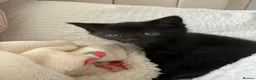 Mixed Breed cats for sale: Single female kitten - Advert 1