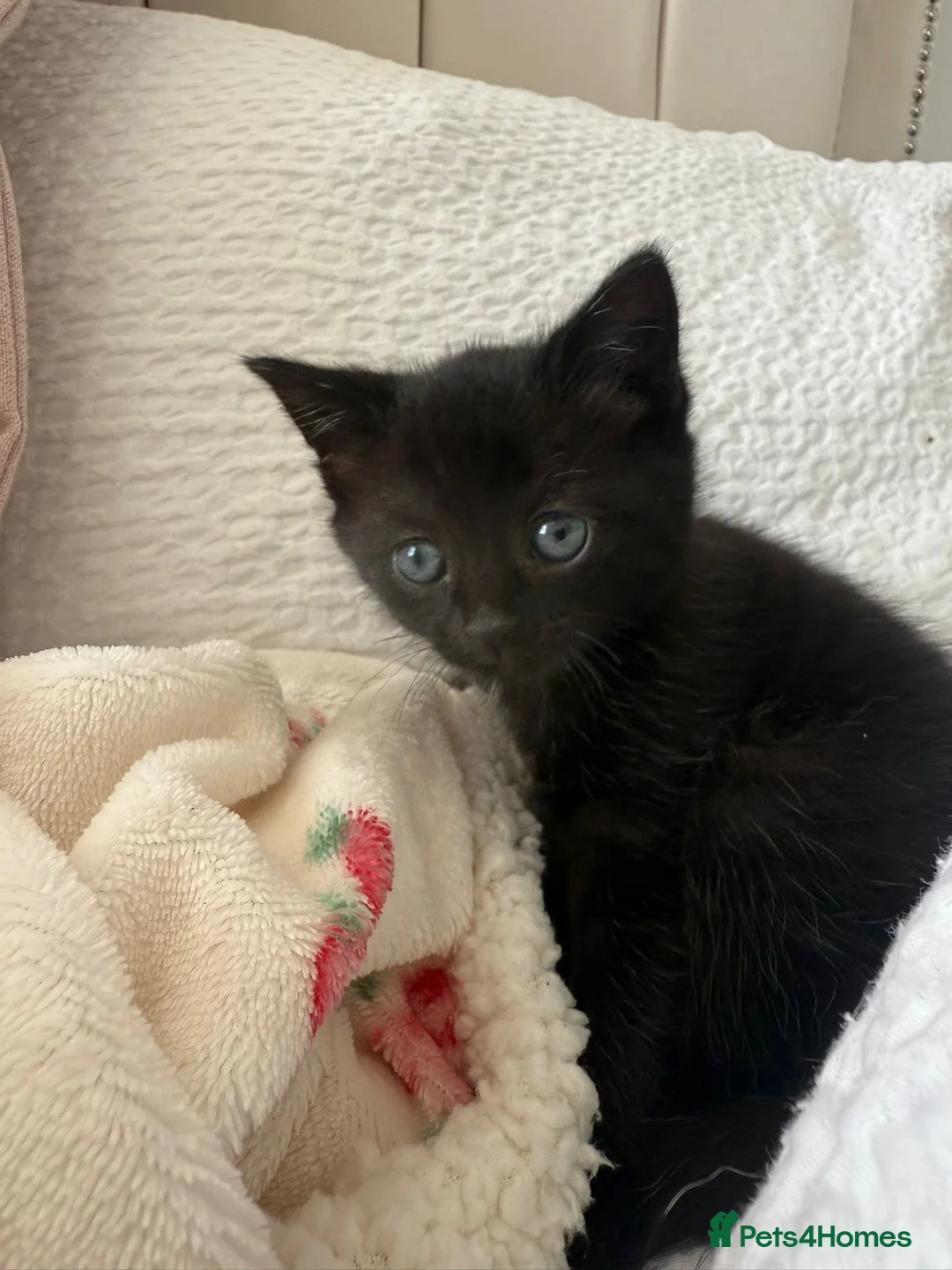 Mixed Breed cats for sale: Single female kitten - Advert 1