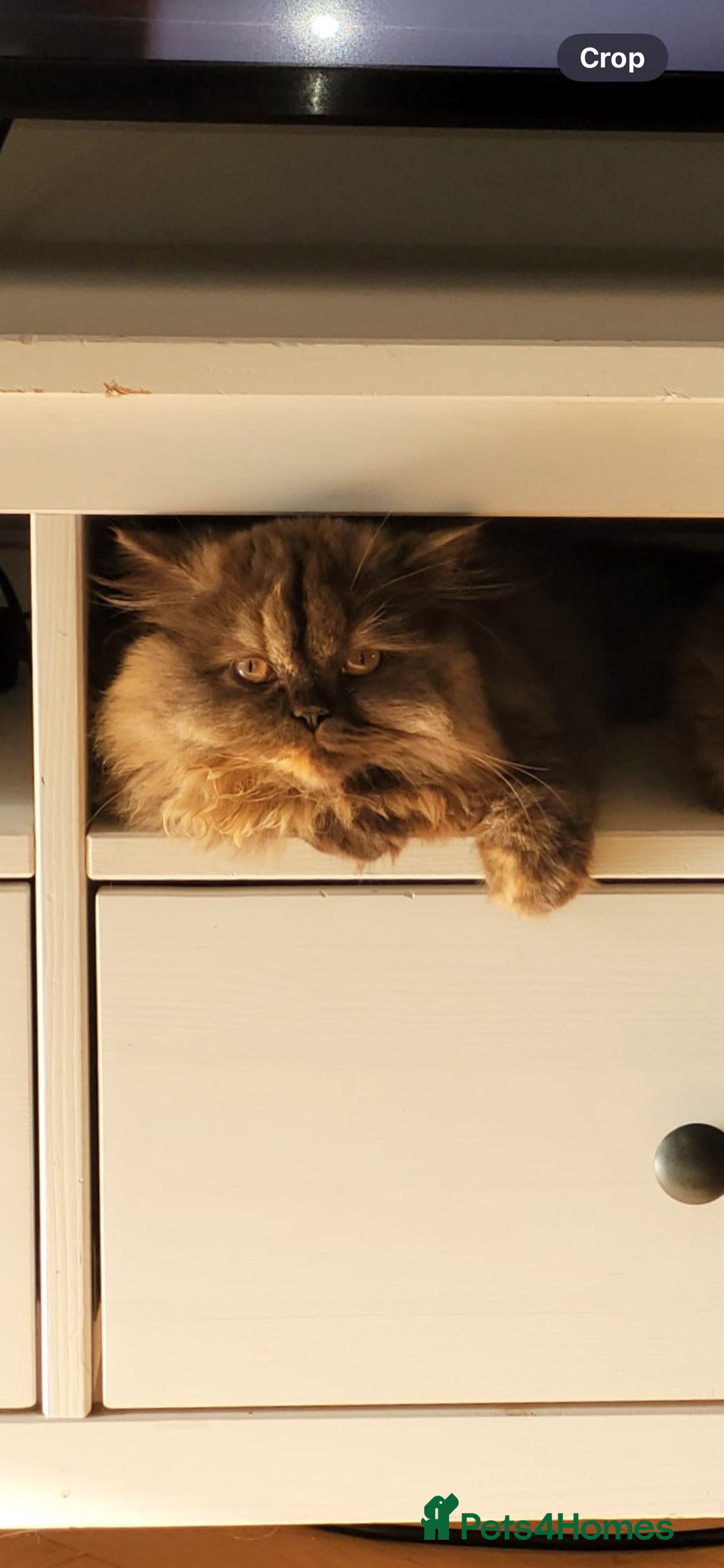 British Longhair cats for sale: Chocolate tortie British long hair kitten - Advert 4