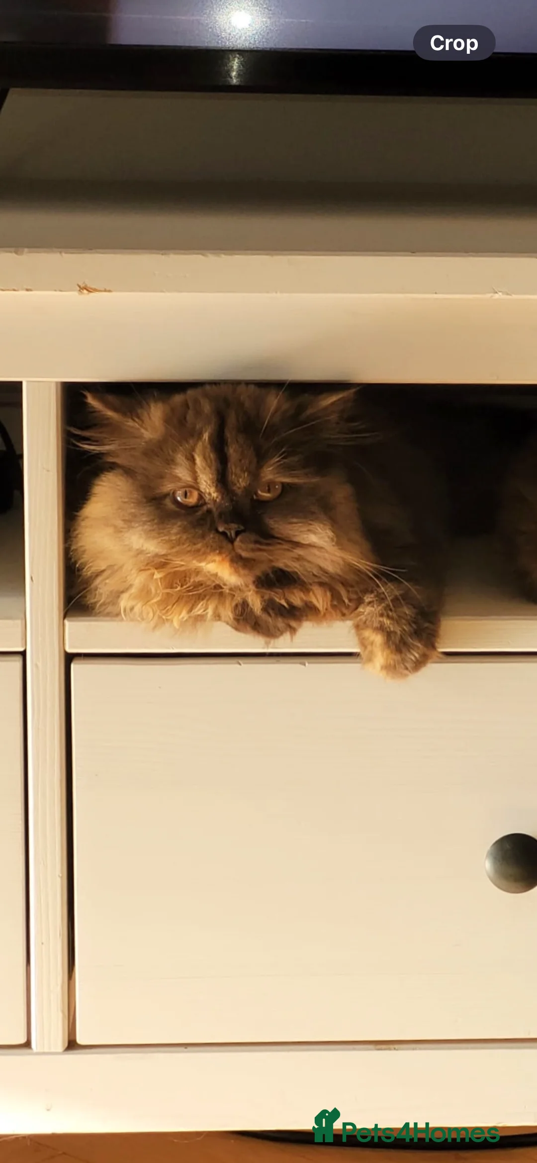 British Longhair cats for sale: Chocolate tortie British long hair kitten - Advert 4