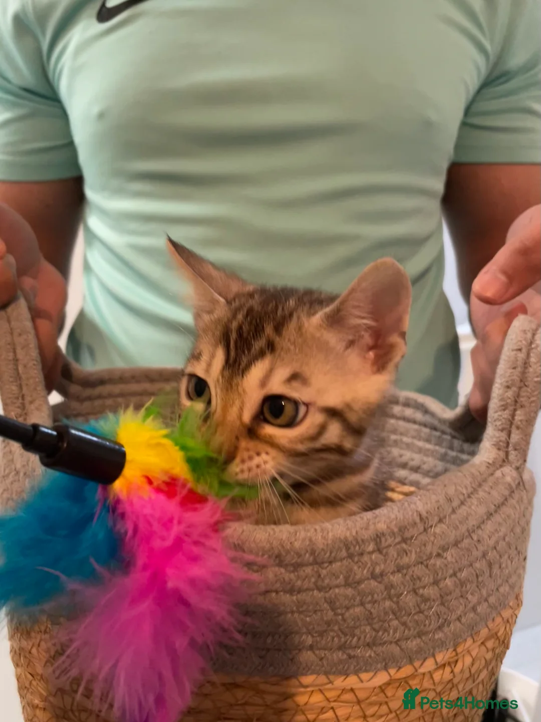 Bengal cats for sale: 🥇🏆Gorgeous Pedigree Tica Pure Bengals🏆🥇 - Advert 4