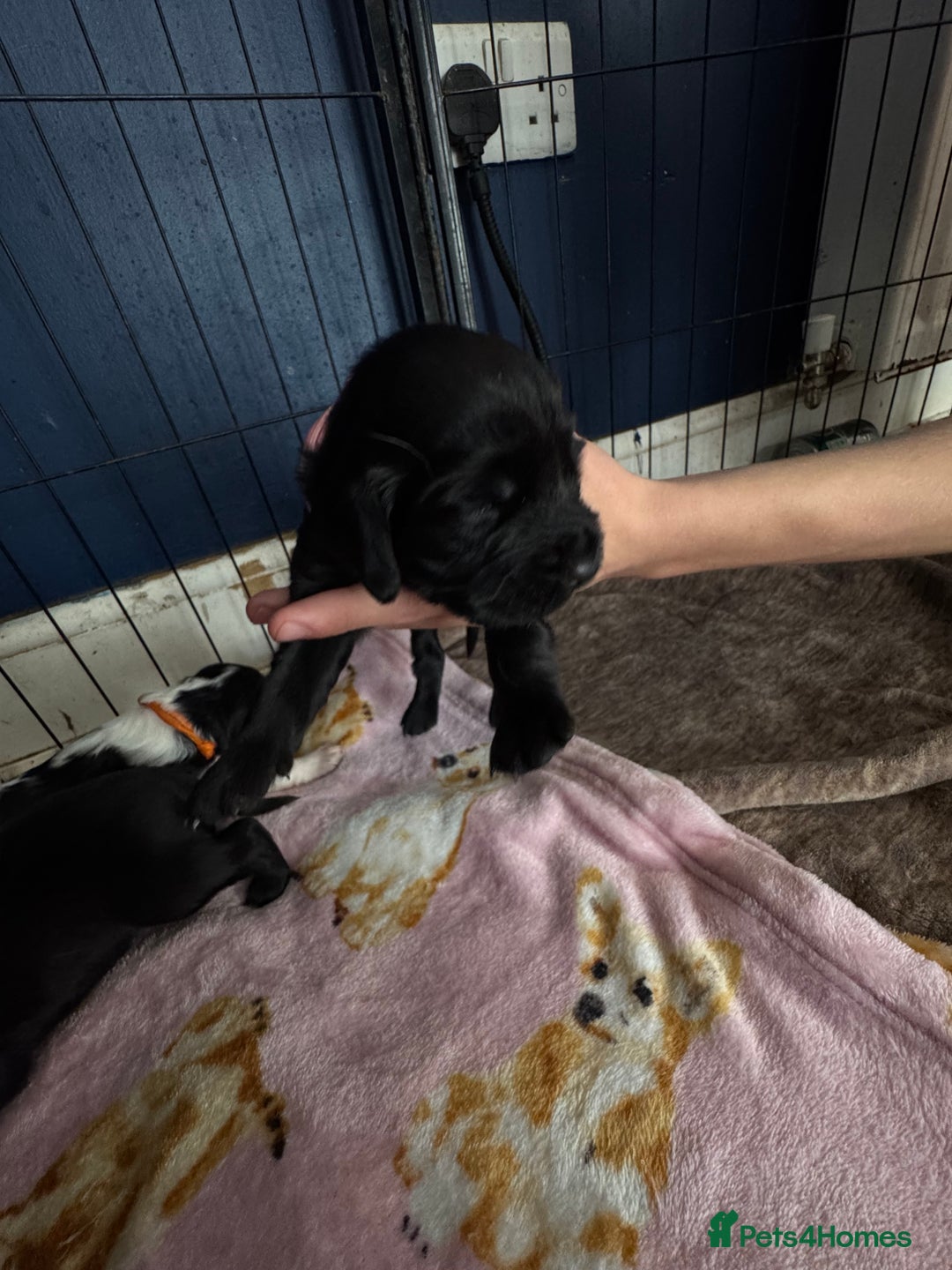 Sprocker dogs for sale: Beautiful Sprocker spaniel puppies ALL GIRLS - Image 15