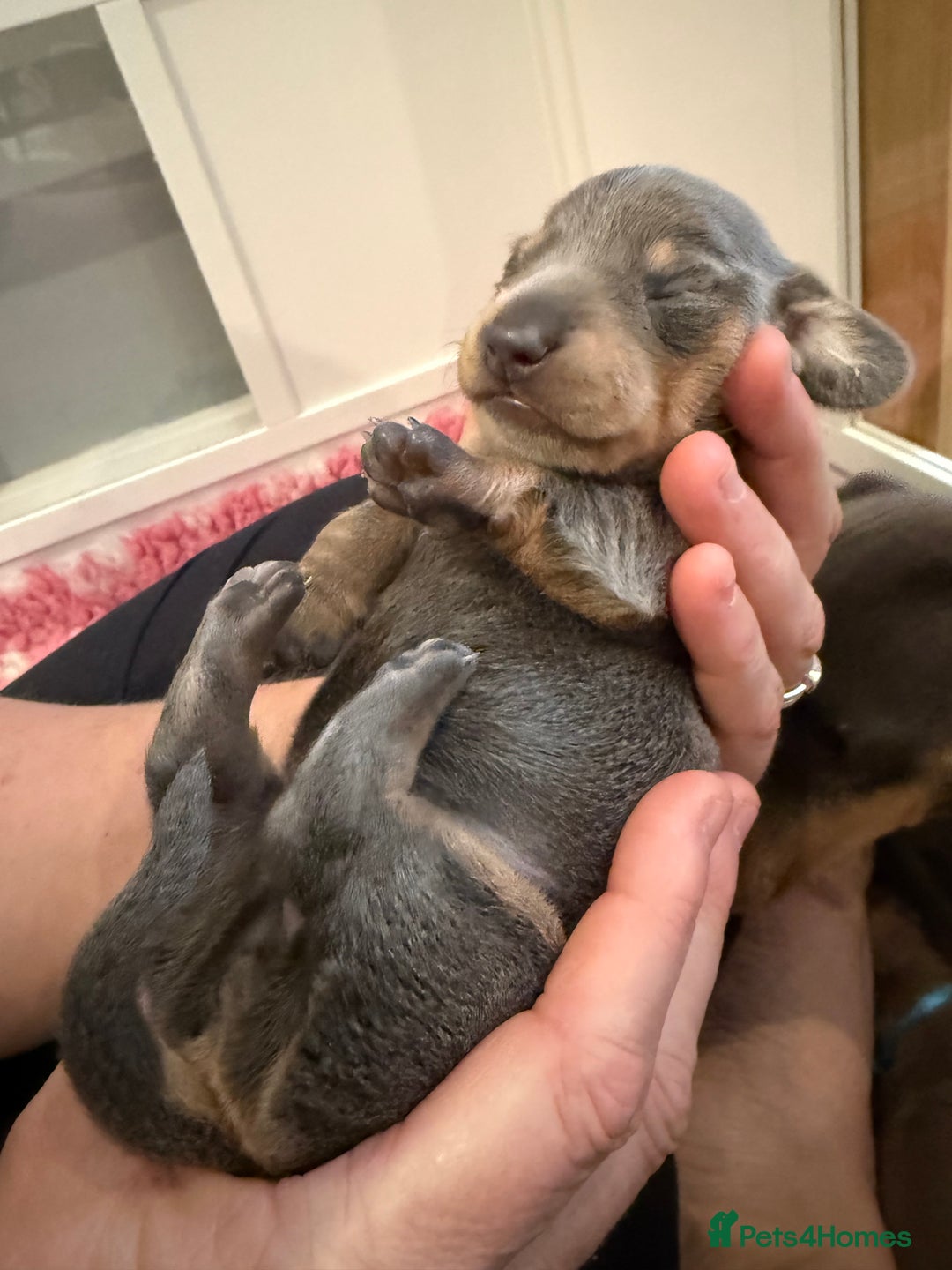 Dachshund dogs for sale: Health Tested Parents Dachshund Puppies   - Advert 14