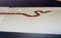 Corn Snake reptiles for sale: corn snakes needing good homes - Image 6