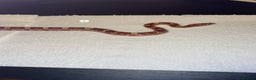 Corn Snake reptiles for sale: corn snakes needing good homes - Advert 2
