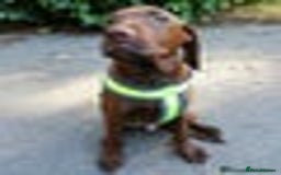 Mixed Breed dogs for sale: HUNGARIAN VIZSLADOR PUPPIES - VIZSLA x LABRADOR - Image 17