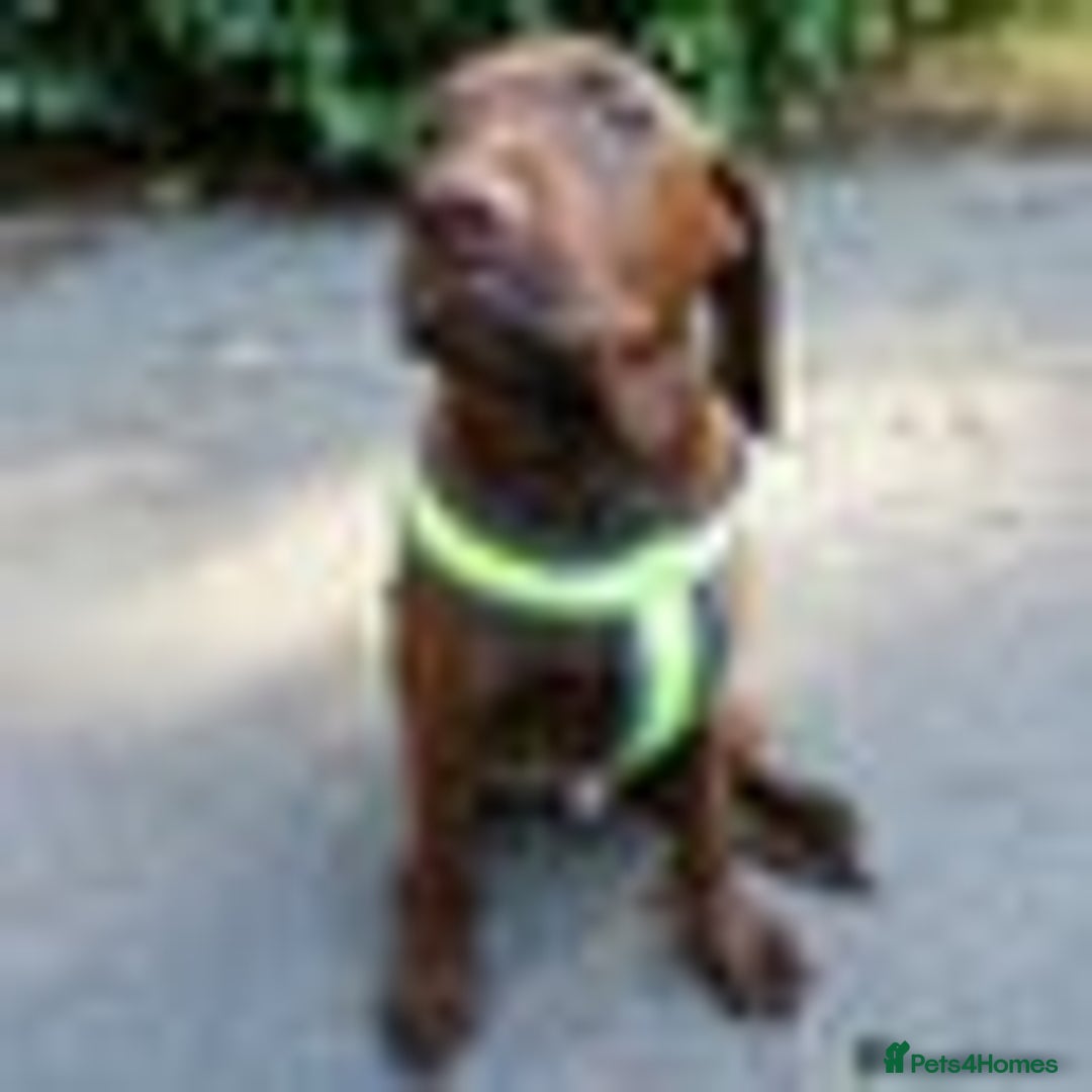 Mixed Breed dogs for sale: HUNGARIAN VIZSLADOR PUPPIES - VIZSLA x LABRADOR - Image 17
