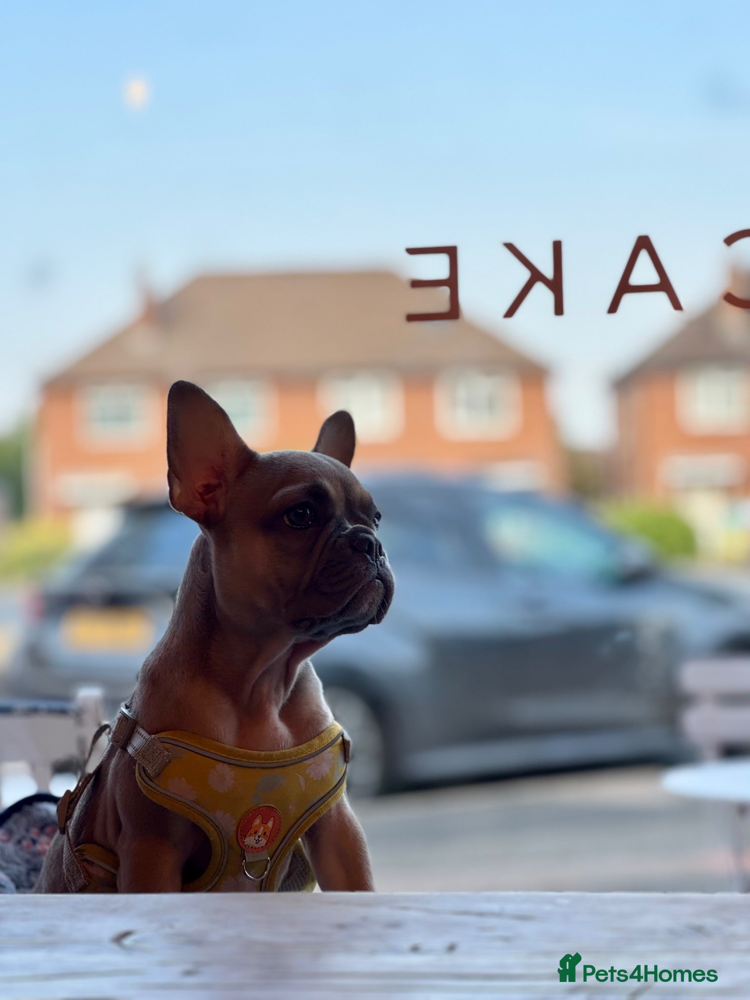 French Bulldog dogs for sale: LAST PUPPY KC REG HEALTH CLEAR FRENCHIE - Advert 2