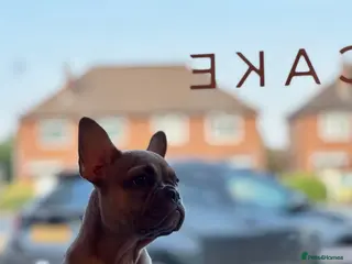 French Bulldog dogs LAST PUPPY KC REG HEALTH CLEAR FRENCHIE - Advert 2