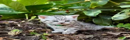 British Shorthair cats for sale: 🐾 Stunning litter of British Shorthairs 🐾 - Advert 13