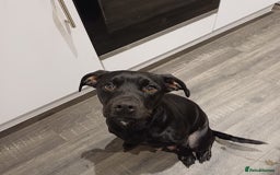 Mixed Breed dogs for sale: British Bulldog, Staffy Cross Pups - Advert 15