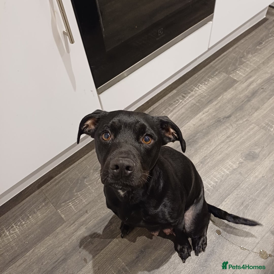 Mixed Breed dogs for sale: British Bulldog, Staffy Cross Pups - Advert 15