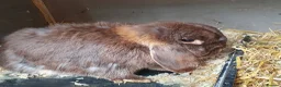 Mini Lop rabbits for sale: Spayed/neutered rabbits for adoption Vac rhd2 - Advert 8