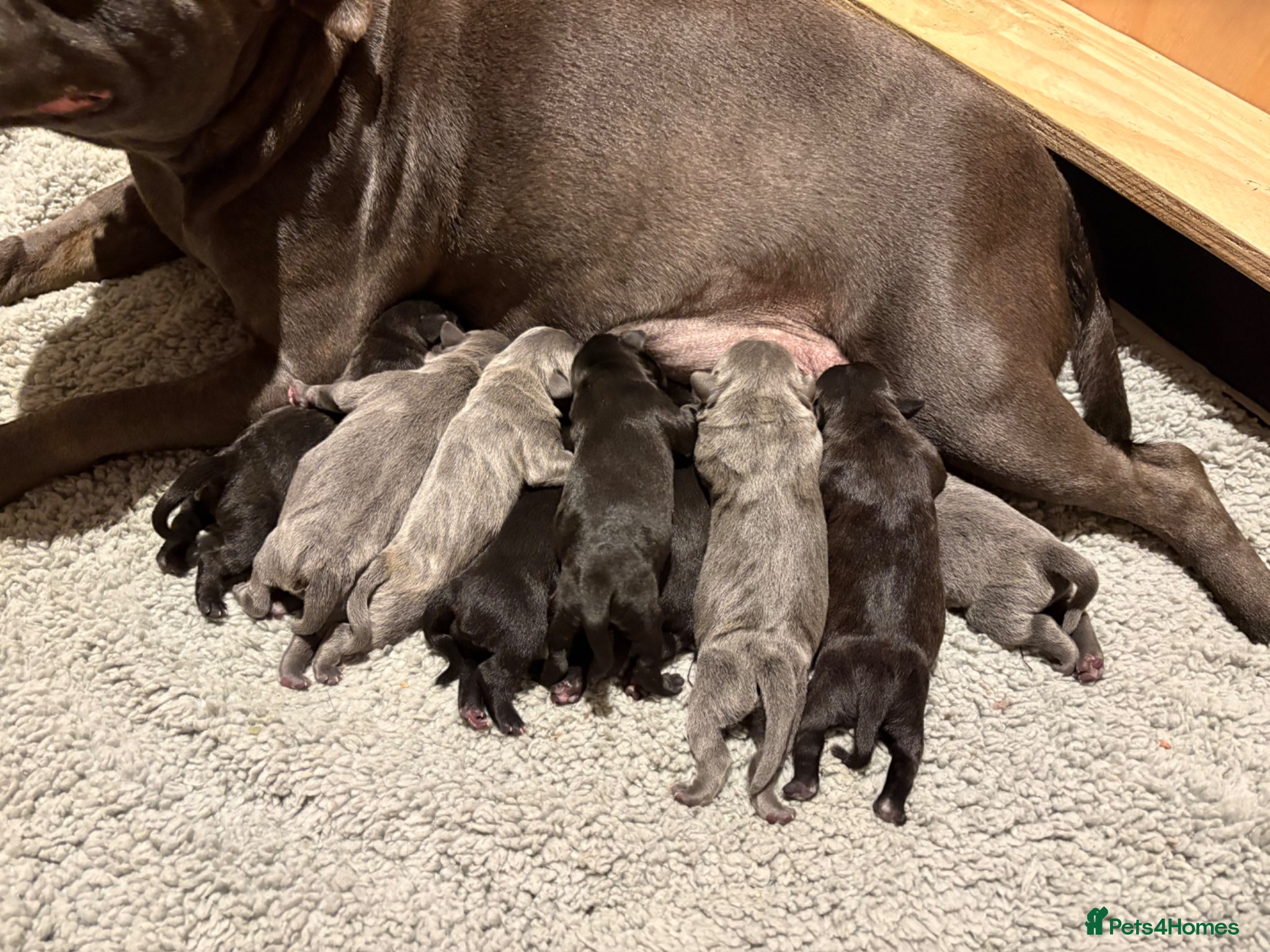 Staffordshire Bull Terrier dogs Litter of 9 blue and black staffy pups  - Advert 6