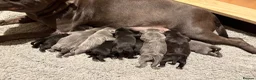 Staffordshire Bull Terrier dogs for sale: Litter of 9 blue and black staffy pups  - Advert 5