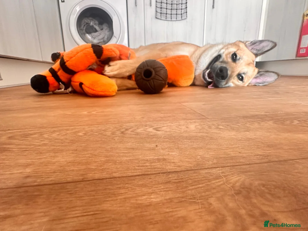 Mixed Breed dogs for sale: Loki  in Wimborne - Advert 2