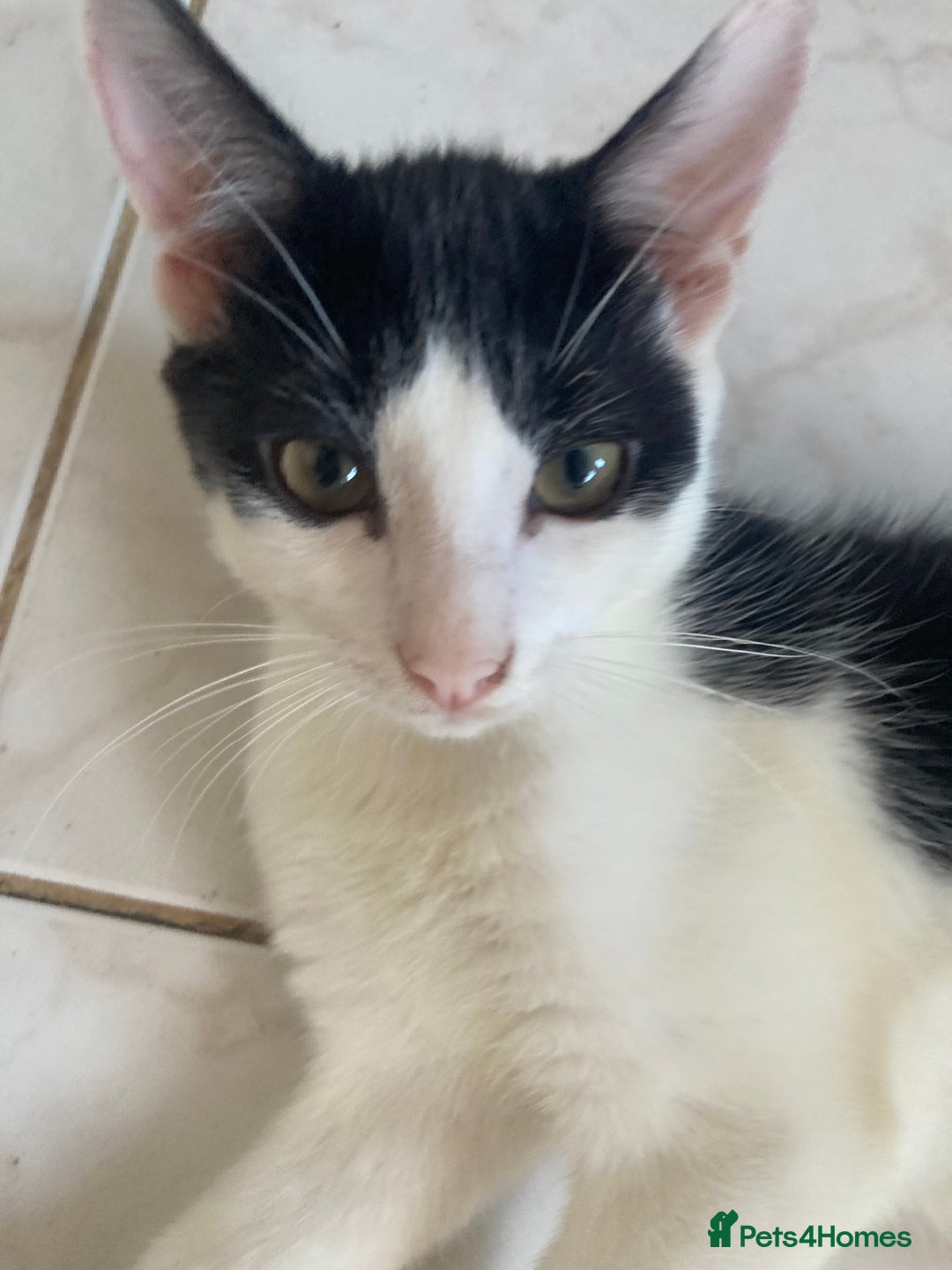 Domestic Shorthair cats for sale: 3 kittens for sale  - Image 7